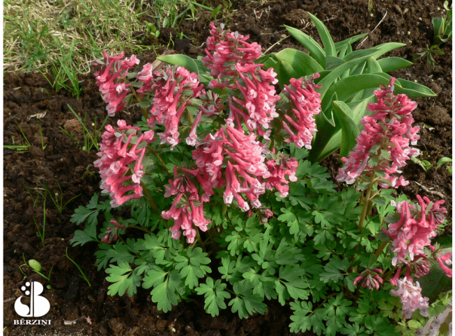 Corydalis solida
